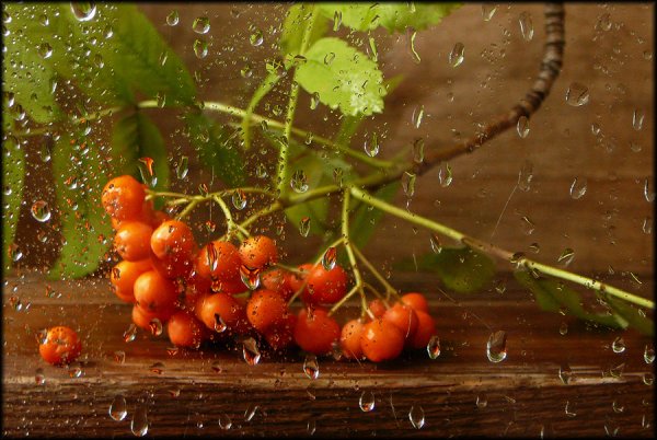 Отличного настроения в осенний дождливый день