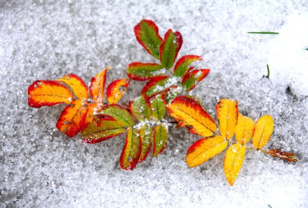 Осенние листья зимой