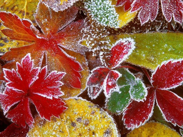 Осенние листья в инее