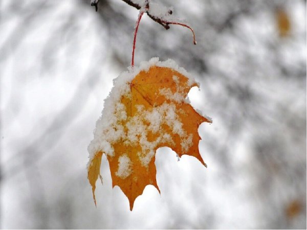 Кленовые листья в снегу