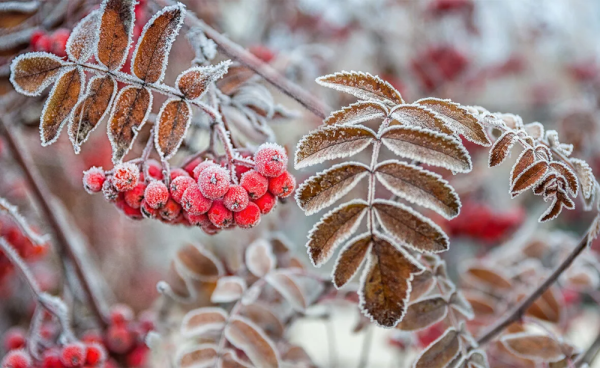 Рябина в снегу