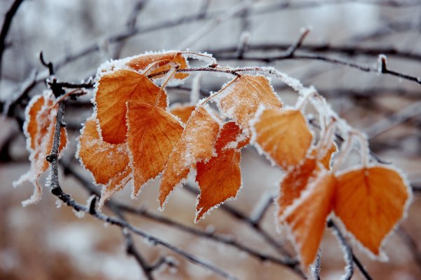 Иней осенью