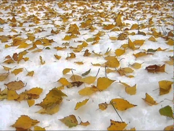 Желтые листья и снег