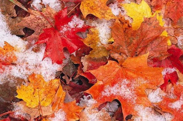 Осенние листья под снегом