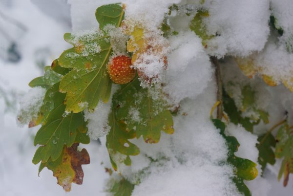 Первый снег обои