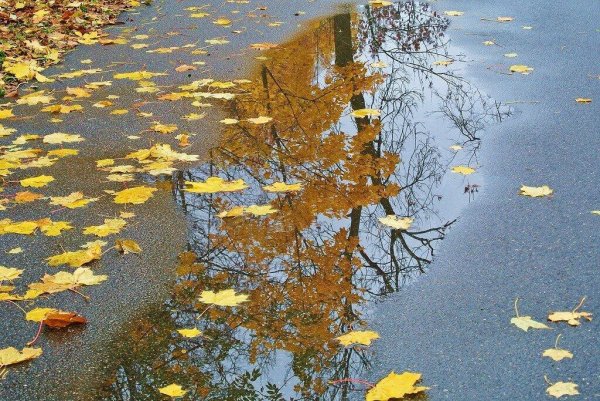 Осень лужи