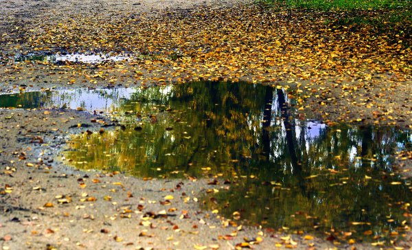 Осенние лужи