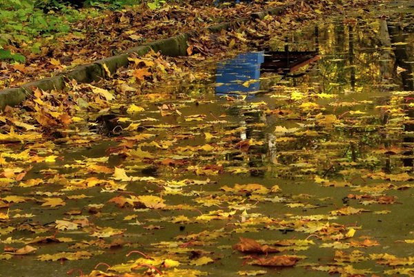 Лужи осенью