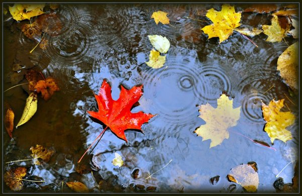 Красивая осень с листьями в луже