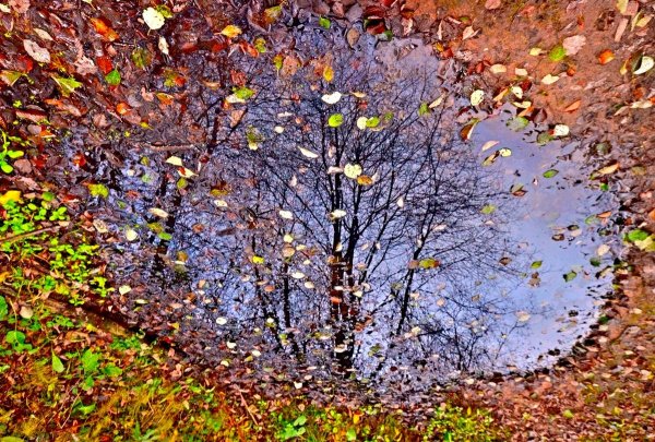 Листопад позжгяя очень