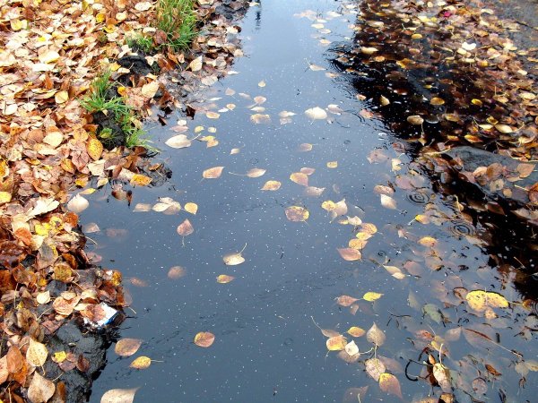 Осень дождь лужи