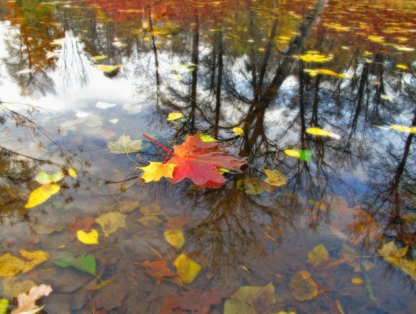 Осень лужи