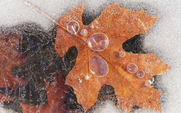 Осенние листья во льду