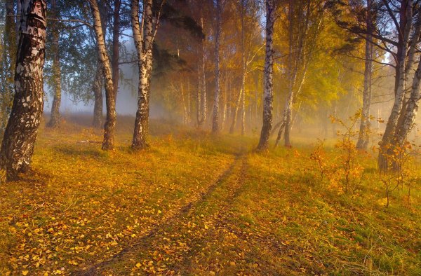 Осень раннее утро