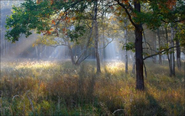 Ранняя осень туман