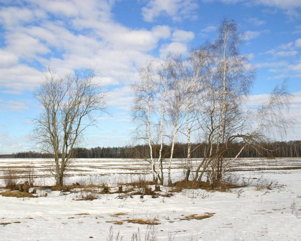 Поле ранней весной
