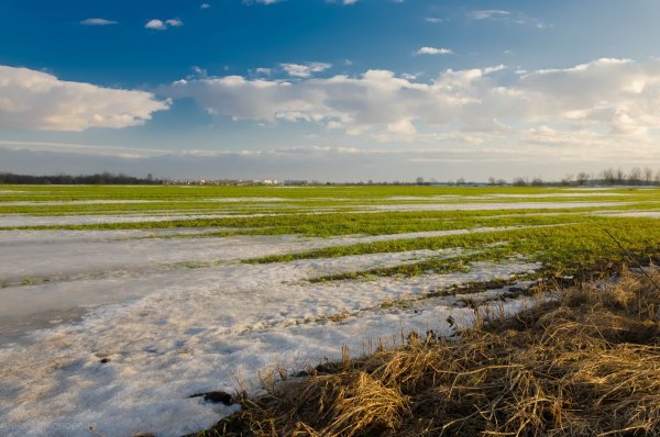 Поля Белоруссии озимые