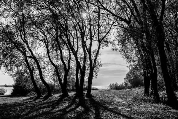 Пейзаж монохром