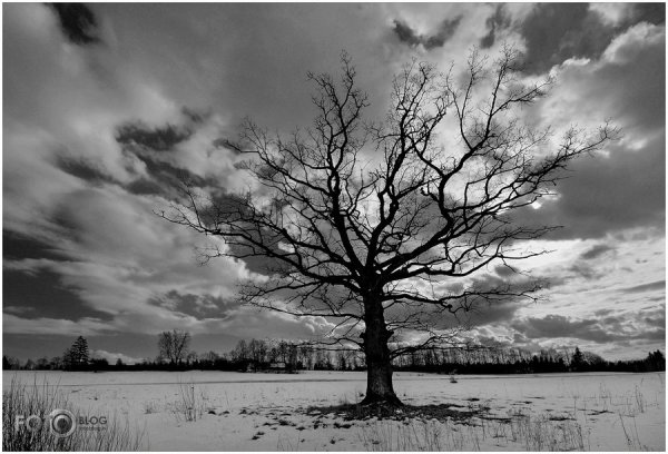 Осенний пейзаж черно белый