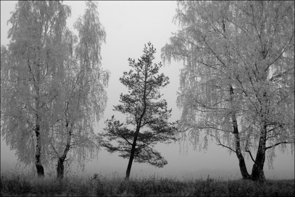 Черно белый пейзаж осени