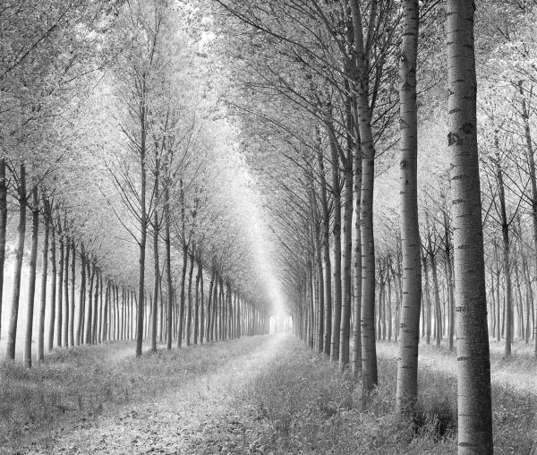 Черно белая аллея