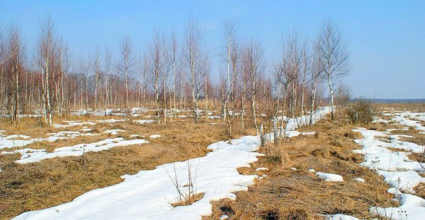 Таяние снега в поле