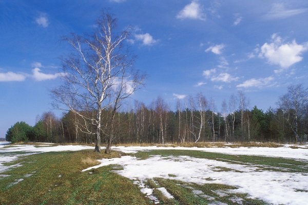 Ранняя Весна в поле