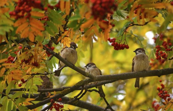 Осенние посиделки