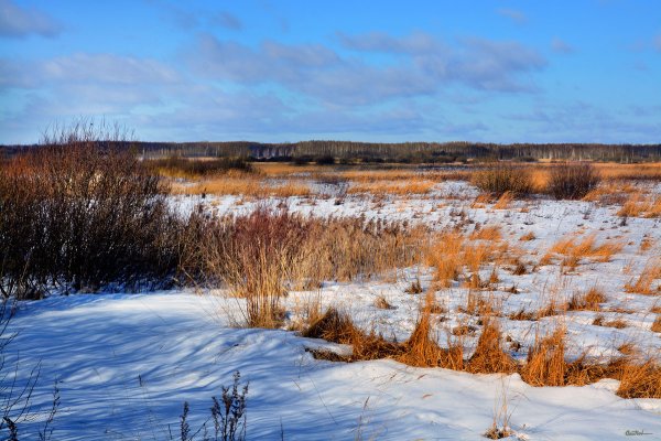 Луг ранней весной