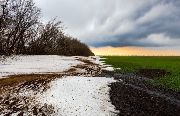 Поле весной