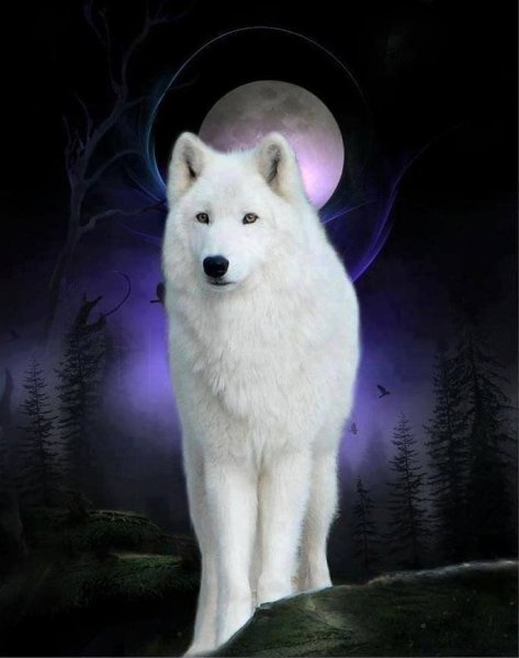 Белая волчица