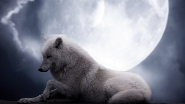 Белая волчица