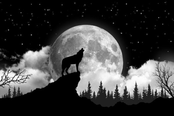 Силуэт волка воющего на луну