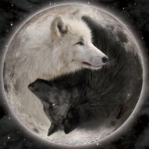 Черный и белый волк