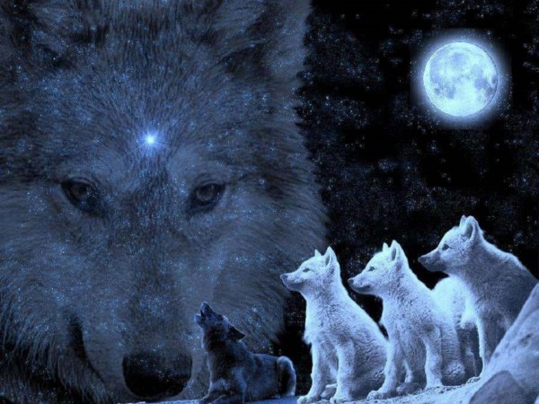 Стая Волков ночью