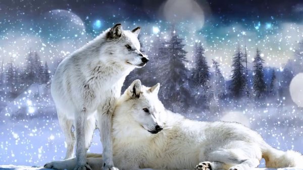 Волки пара на снегу