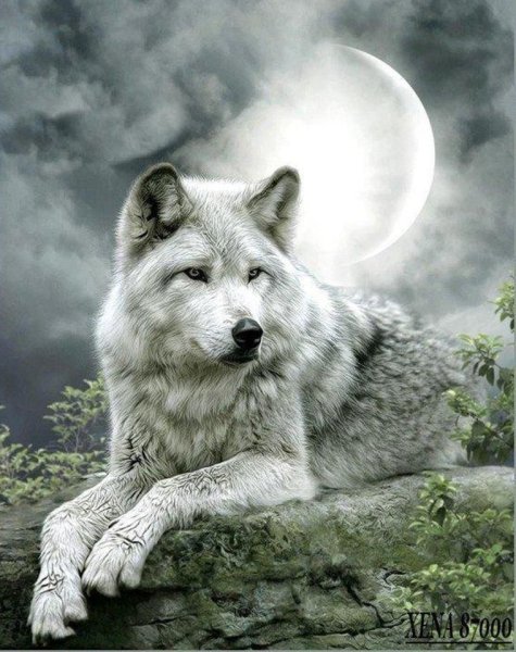 Алмазная мозаика 5d волк