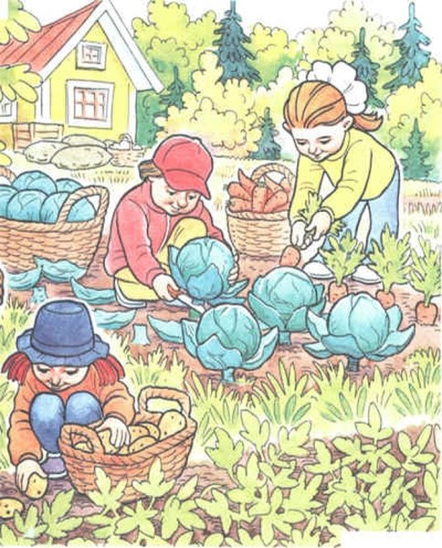 Уборка урожая в саду