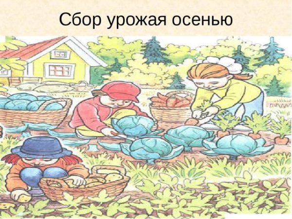 Осенью забирают урожай