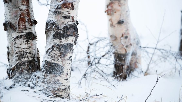 Береза зима