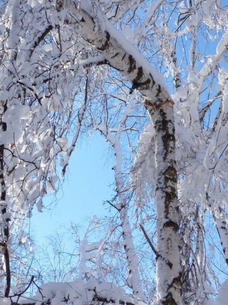 Снежная береза