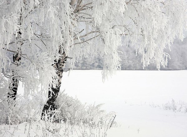 Белая береза в снегу