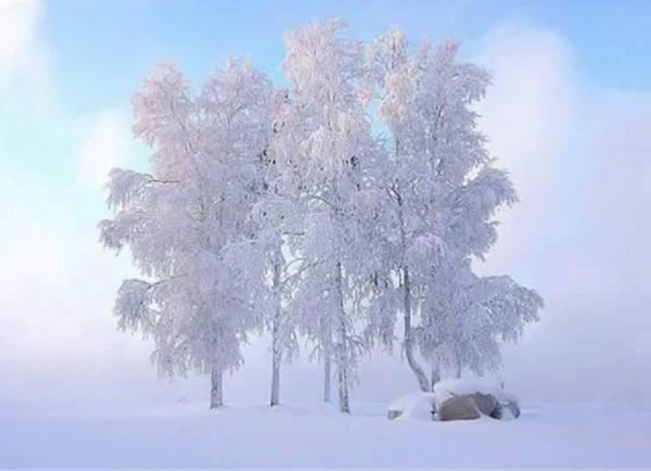 Береза зимой