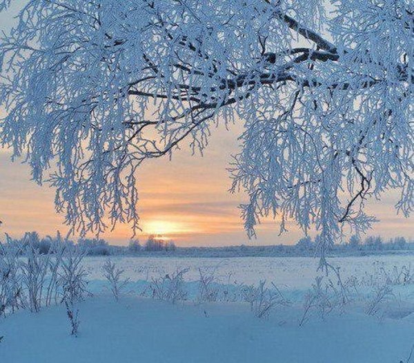 Зимняя береза