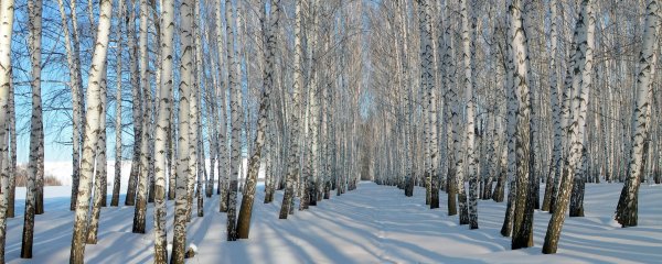 Зимний парк береза