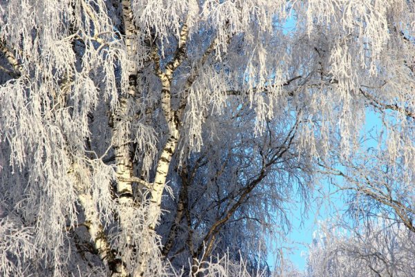 Береза зимой под окном
