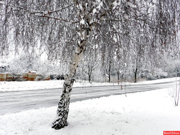 Береза пушистая зимой