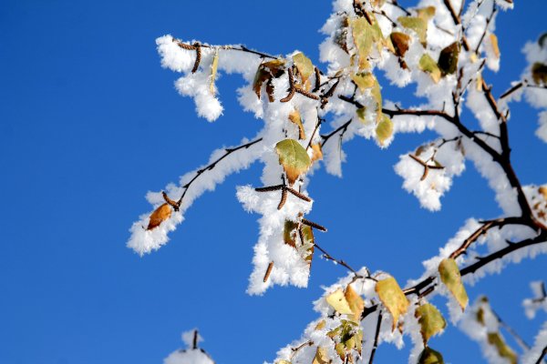 Ранняя зима ветка