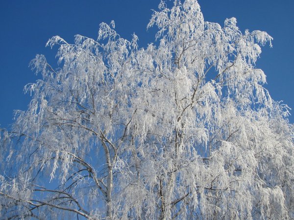 Зимняя Березка