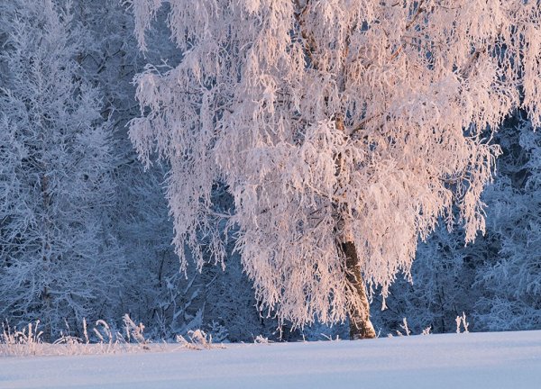 Снежная бахрома на деревьях